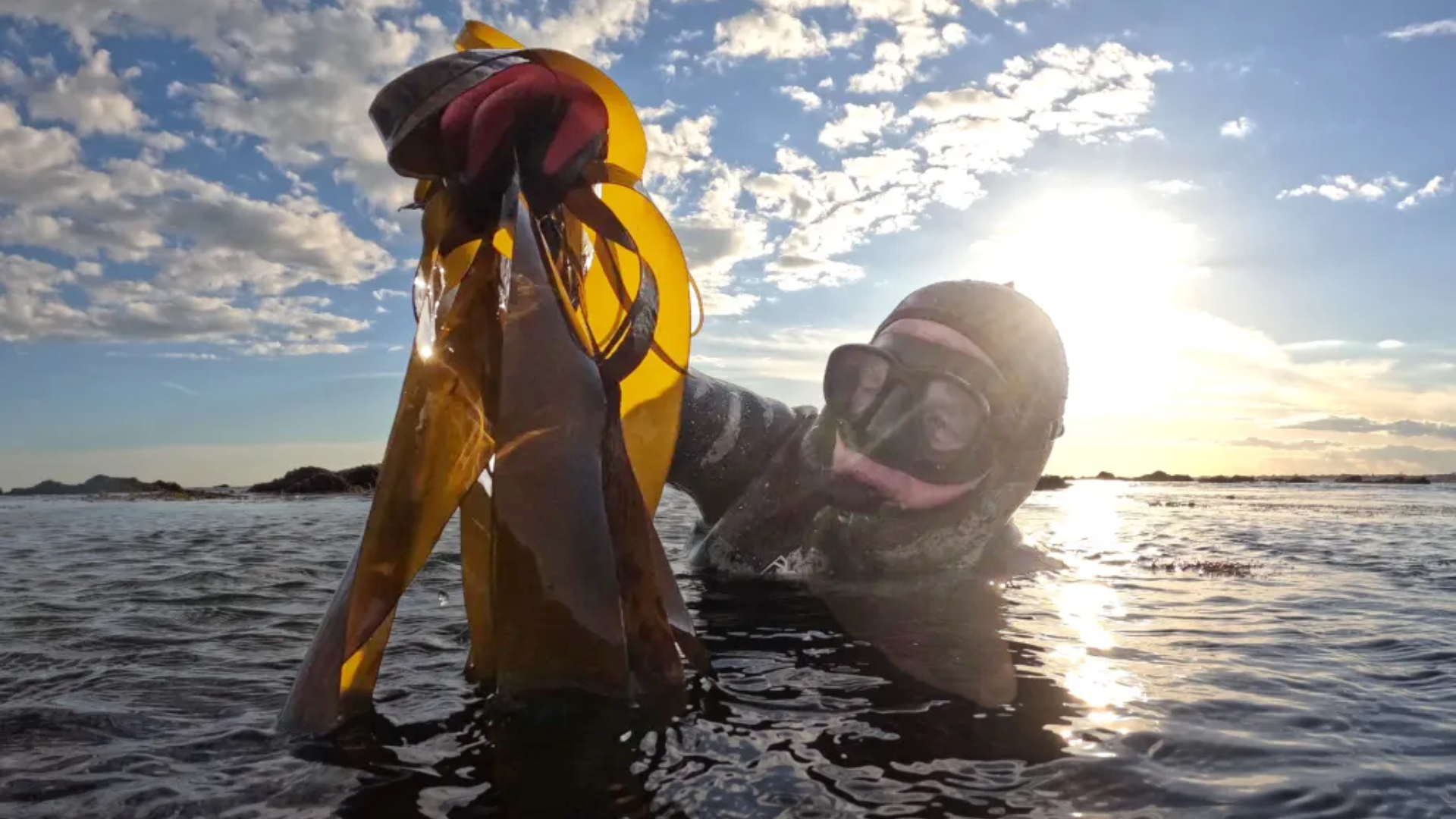 Diver in water with kelp